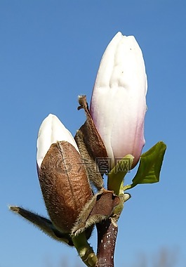 開(kāi)花,春天,廠(chǎng)