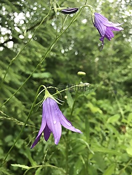 貝爾,綠黨,夏季