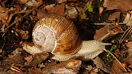 蝸牛,wirbellos,動(dòng)物