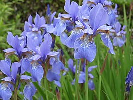 虹膜,蓝色,花