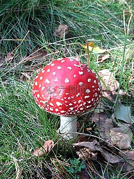 蘑菇,菌類,真菌