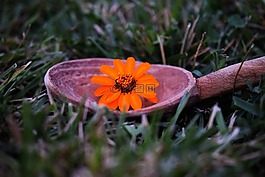 秋,花,草
