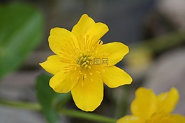 沼泽红假单胞菌 caltha,池塘植物,性质