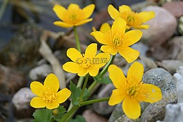 池塘植物,性質,黃色