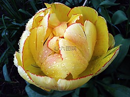 花卉,郁金香,春天