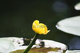 開花,黃色,性質(zhì)