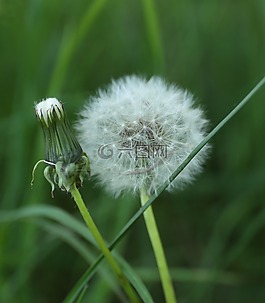 蒲公英,雜草,植物