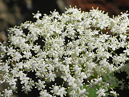 hollunder,開花,白