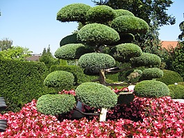 日本花園,綠色,樹