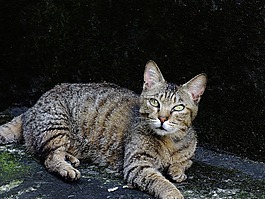 猫,動物,可愛