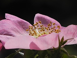 野玫瑰,粉紅色,開花