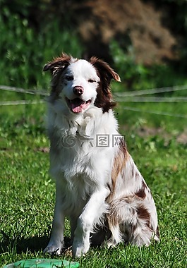 邊境牧羊犬,巴斯特,縱向