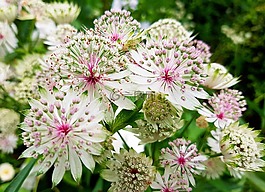花sterndolde,astrantien,鮮花