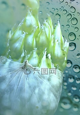 花,綠色,性質(zhì)