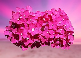 花,粉紅色,性質(zhì)