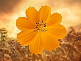 花,橙,開(kāi)花