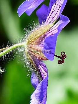 克內斯比爾,開花,郵票