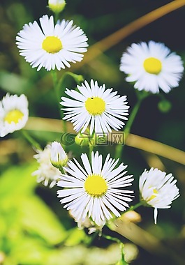 自然,雛菊,鮮花