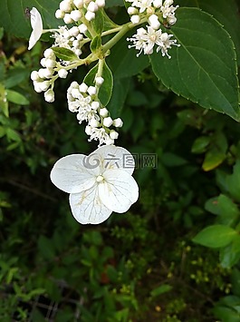 鮮花,iphone,植物