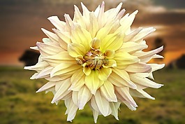 花,黃色,開花