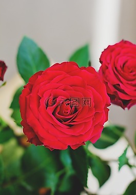自然,荷蘭,鮮花