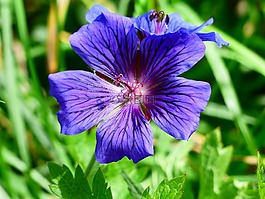 克內斯比爾,開花,郵票