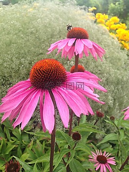 花,開花,太陽帽子