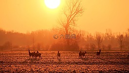 日出,景观,太阳