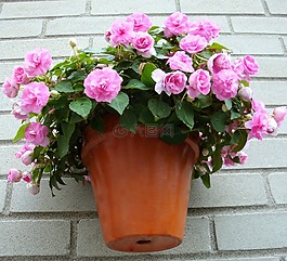 鮮花,花園,粉色