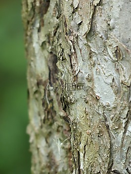 吠,樹,蘋果樹