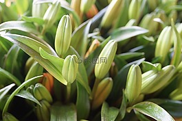 亞洲莉莉蕾,盛開,開花