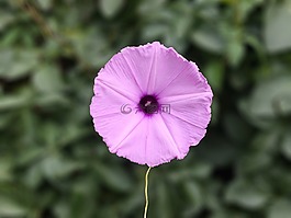 花,聚焦,植物