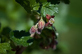 黑醋栗,芽,性質(zhì)