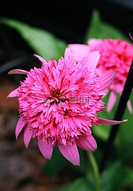 鮮花,花園,性質(zhì)
