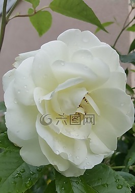 玫瑰,白,白玫瑰