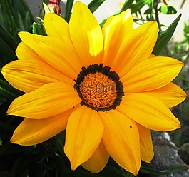 花,開花,黃色