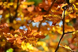 秋,秋天,葉子