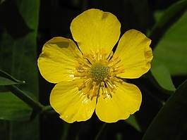 毛茛,開(kāi)花,黃色
