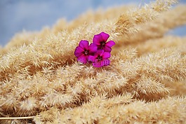 花卉,花束,装饰花