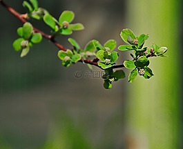 綠色,布什,性質(zhì)