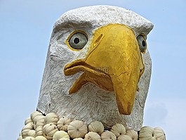 阿德勒,金鷹,鳥