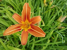 鮮花,萱,夏天