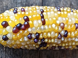观赏玉米,玉米,黄色