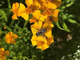 蜜蜂,花,春