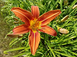 鮮花,萱,夏天