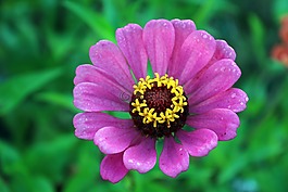 花,自然,春