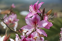 花,性質(zhì),花卉