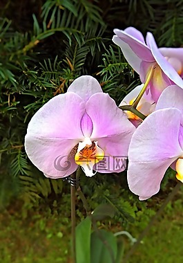 蘭花,廠,開花