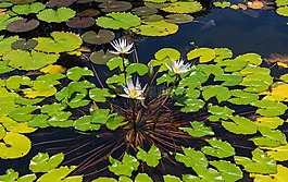 睡蓮,水生植物,葉