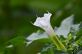 曼陀羅,植物,綠色